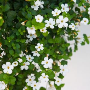 Bacopa Monnieri plant