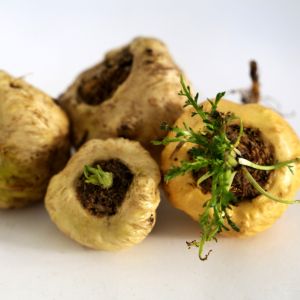 Maca Root
