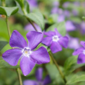 Vinca Minor